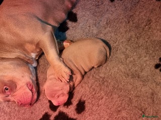 Amerikaanse Bully honden Micro Extreme bully pup - Advertentie 7