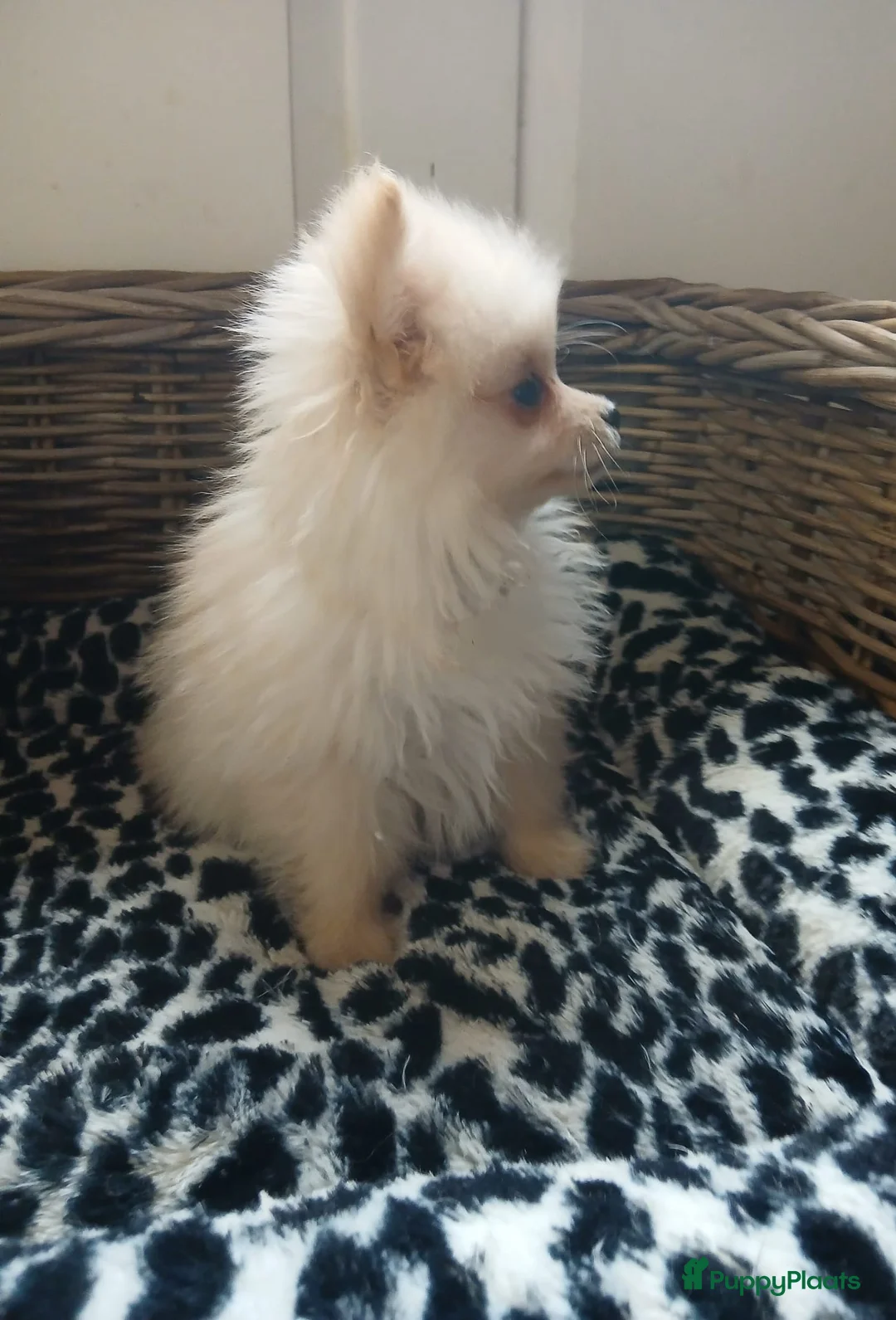 Pomchi honden te koop: Prachtig pomchi teefje - Advertentie 9