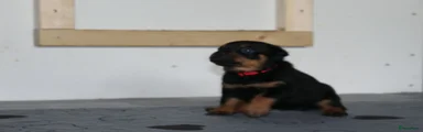 Rottweiler 7