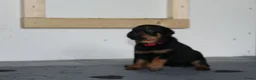 Rottweiler honden te koop: 8 Rottweiler pups. - Advertentie 27