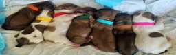 Malshi honden te koop: Liefdevol opgevoede Malshi puppy’s 🐾 Boomer puppy - Advertentie 6