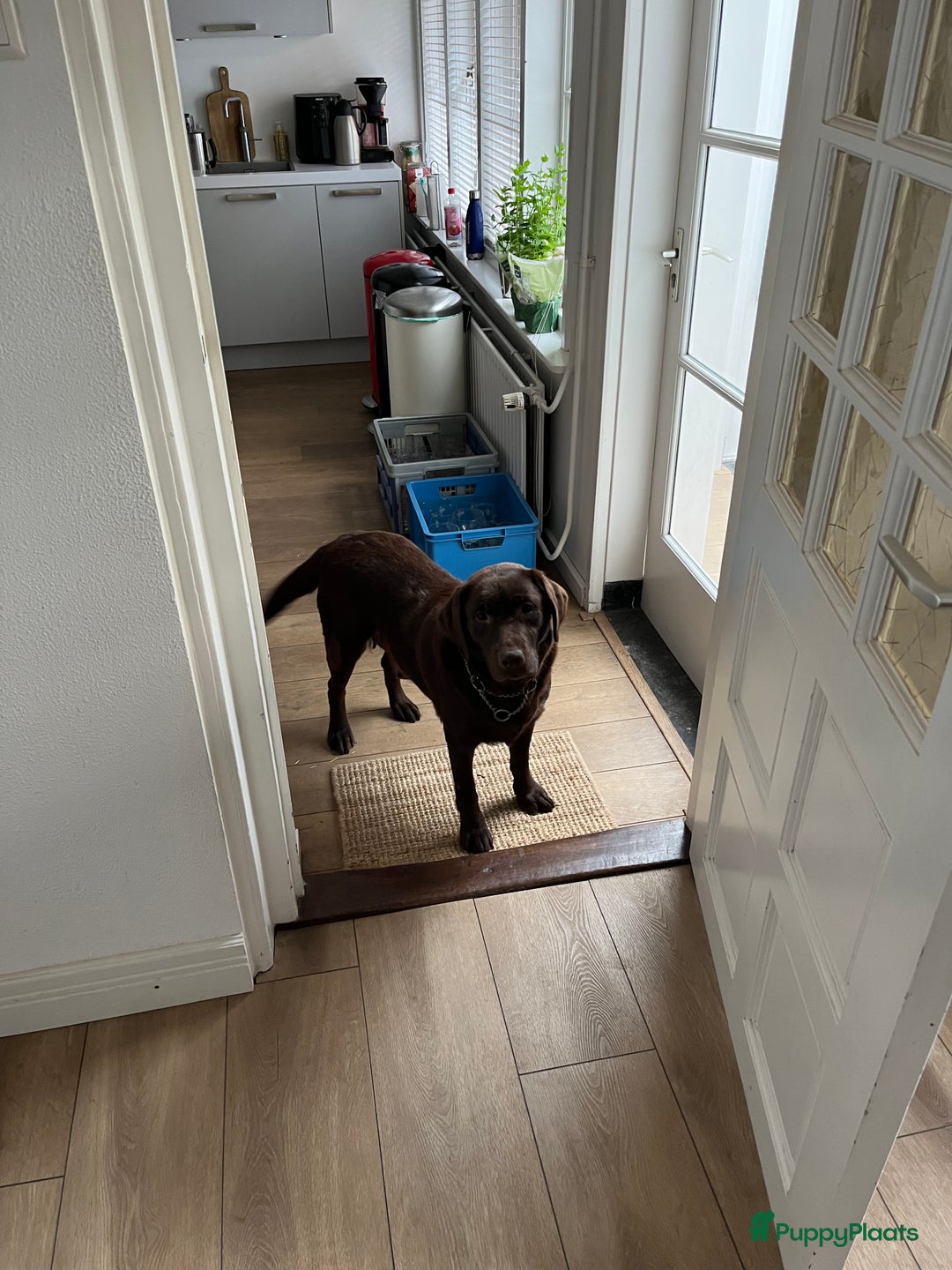 Labrador Retriever honden te koop: Lieve labrador pups - Afbeelding 6