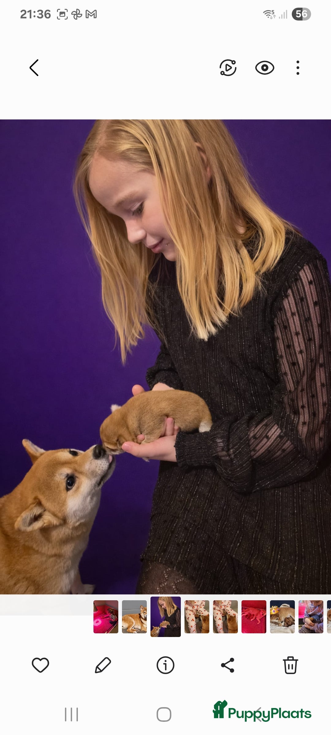 Shiba honden Shiba inu pups met f.c.i stamboom  - Advertentie 1