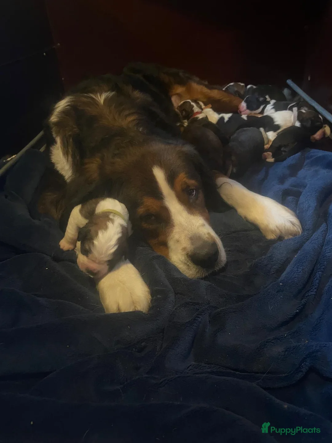 Kruising honden te koop: Lieve Sint-Bernard pups - Advertentie 2