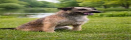 Overig honden te koop: WESTFALIA TERRIER - Advertentie 3