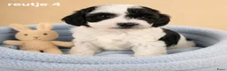 Boomer honden te koop: Super mooie boomer pups maltezer maal shih tzu - Advertentie 10