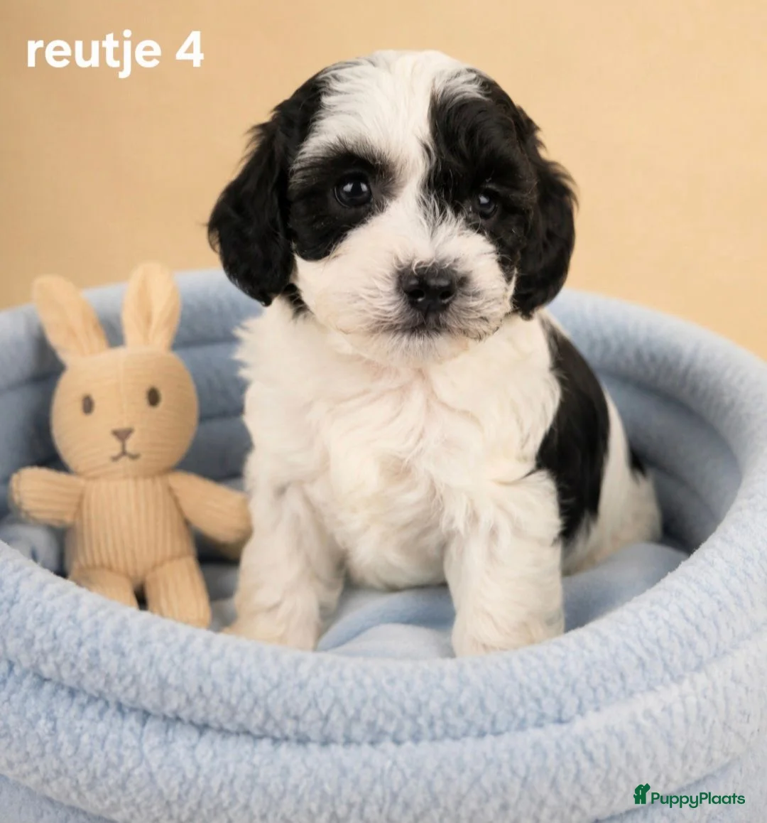 Boomer honden te koop: Super mooie boomer pups maltezer maal shih tzu - Advertentie 10