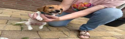 Jack Russel Terriër honden te koop: Jack Russell pups te koop - Advertentie 2