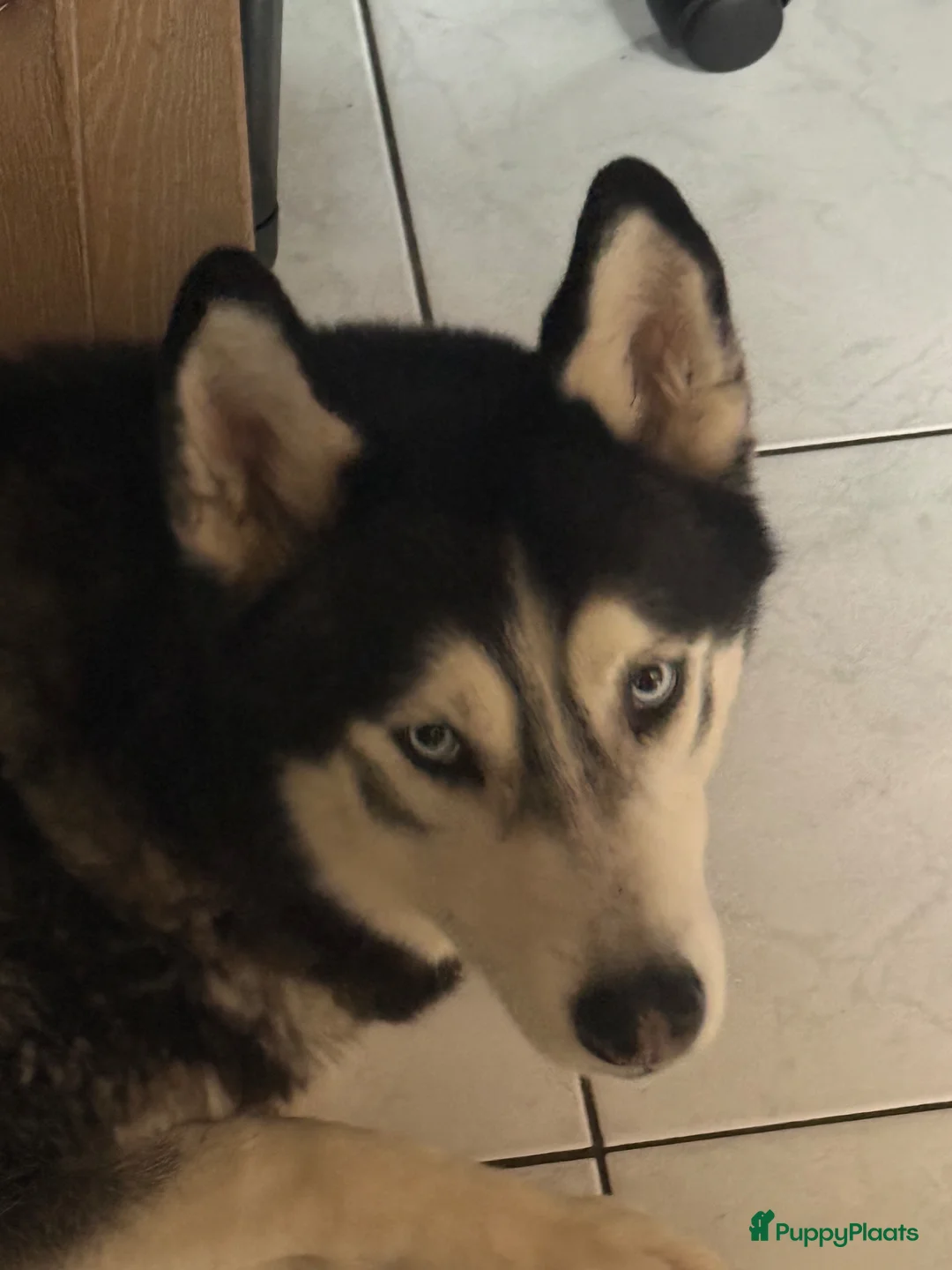 Kruising honden te koop: Lieve schatjes bernsky’s - Advertentie 10