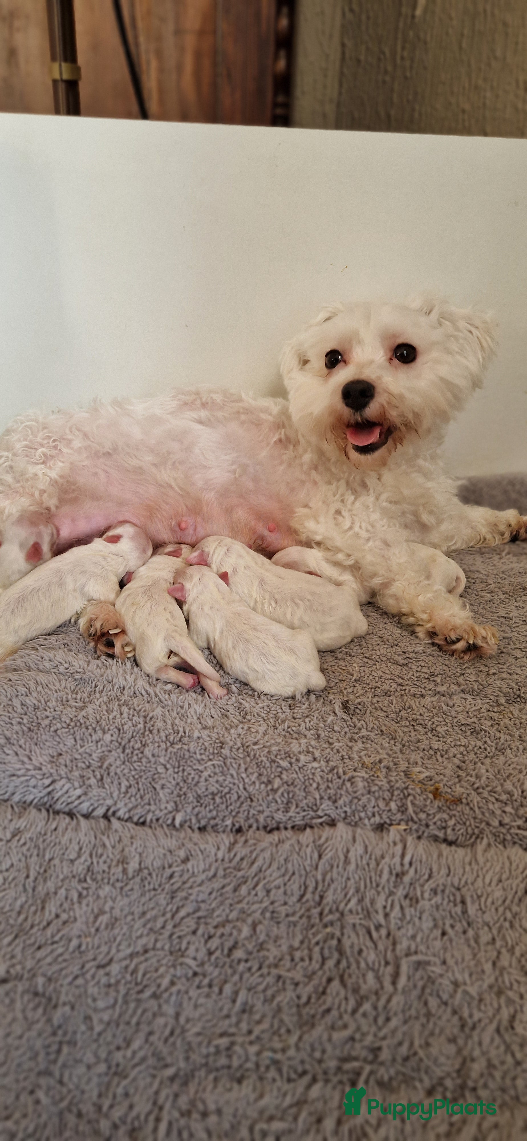 Maltezer honden Prachtige Maltezer pups - Advertentie 1