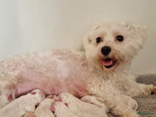 Maltezer honden Prachtige Maltezer pups - Advertentie 1
