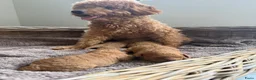 Labradoodle honden te koop: Mini labradoodle  - Advertentie 6