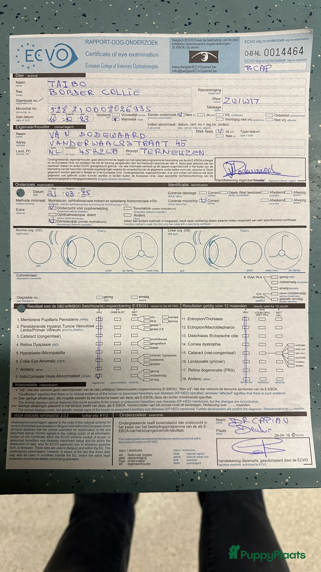Border Collie honden ter dekking: Border Collie Dekreu in Terneuzen - Advertentie 11