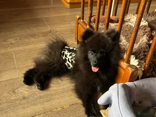 Pomsky honden Pomsky Rocky 750 euro - Advertentie 13