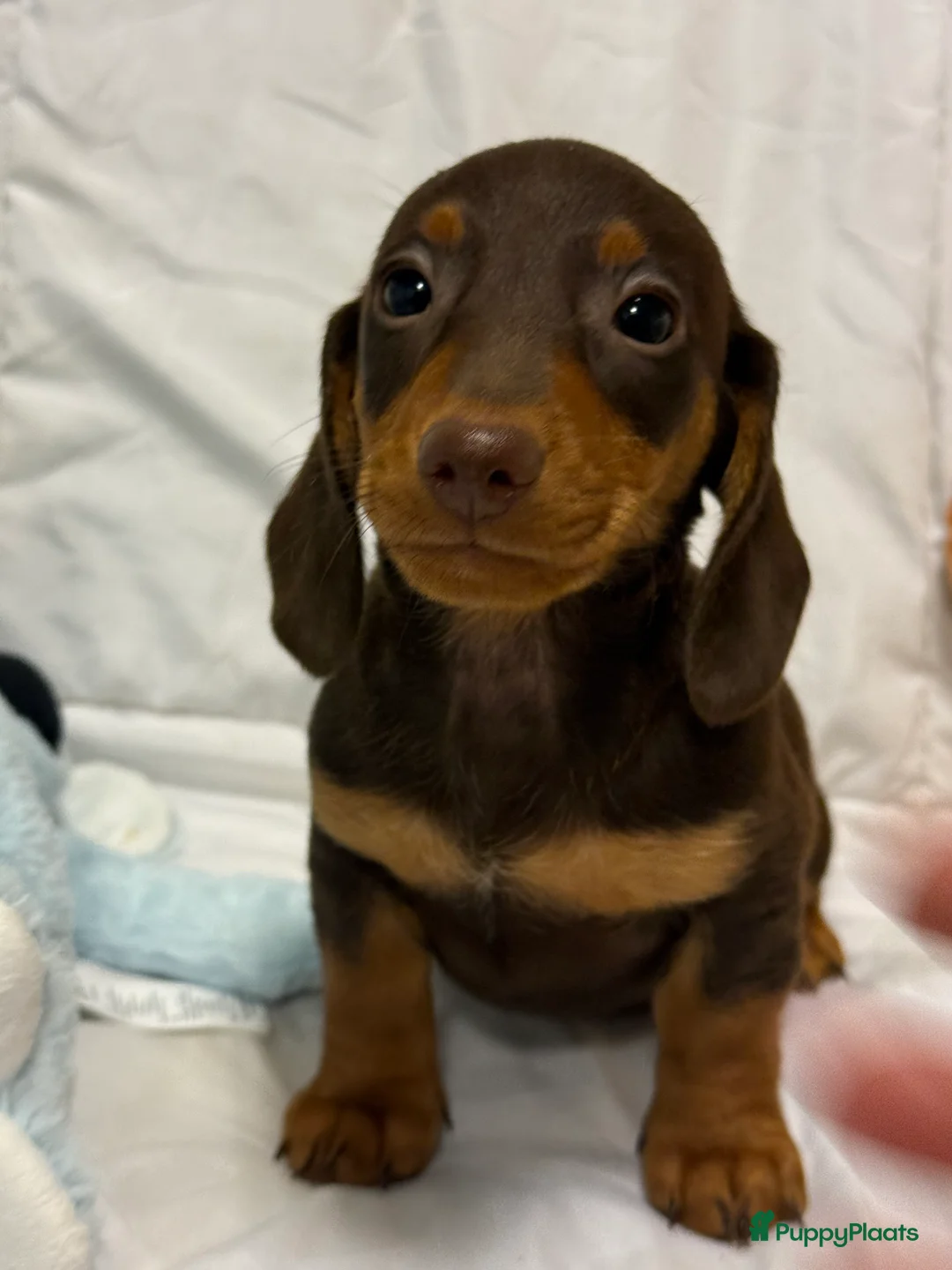 Teckel (korthaar)  honden te koop: Dwerg teckel pups  - Advertentie 8