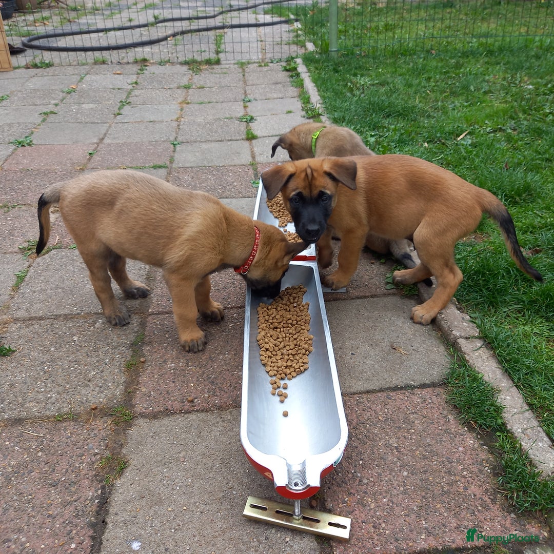 Mechelse Herder honden te koop: Puppy's Mechelse herder - mogen naar nieuw huisje - Afbeelding 8