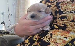 Maltipoo honden te koop: Maltipoo teefje licht abrikoos - Afbeelding 2