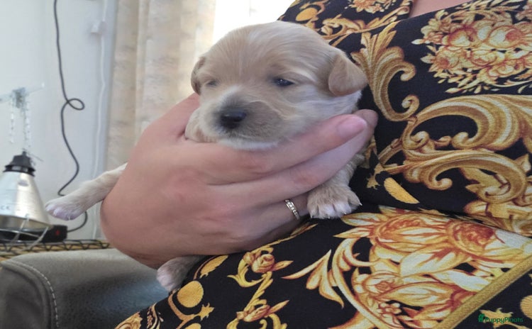 Maltipoo honden - Advertentie 1