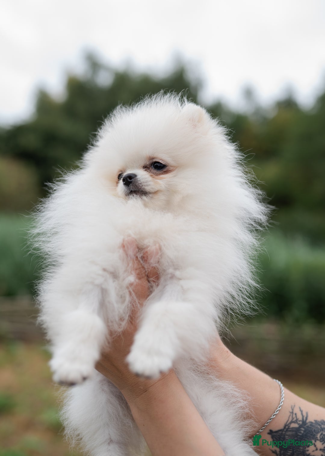 Pomeriaan honden te koop: Pomeranian Mila❤️ - Advertentie 15