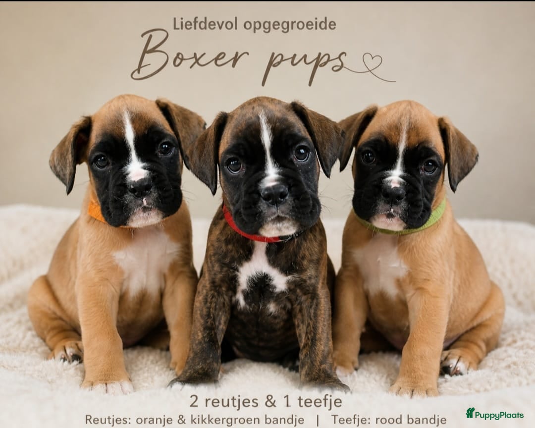 Boxer honden Boxer pups mogen meteen mee! 💘 - Advertentie 1