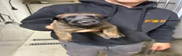 Mechelse Herder honden te koop: Wegens annulering nog 1 teef beschikbaar - Advertentie 3