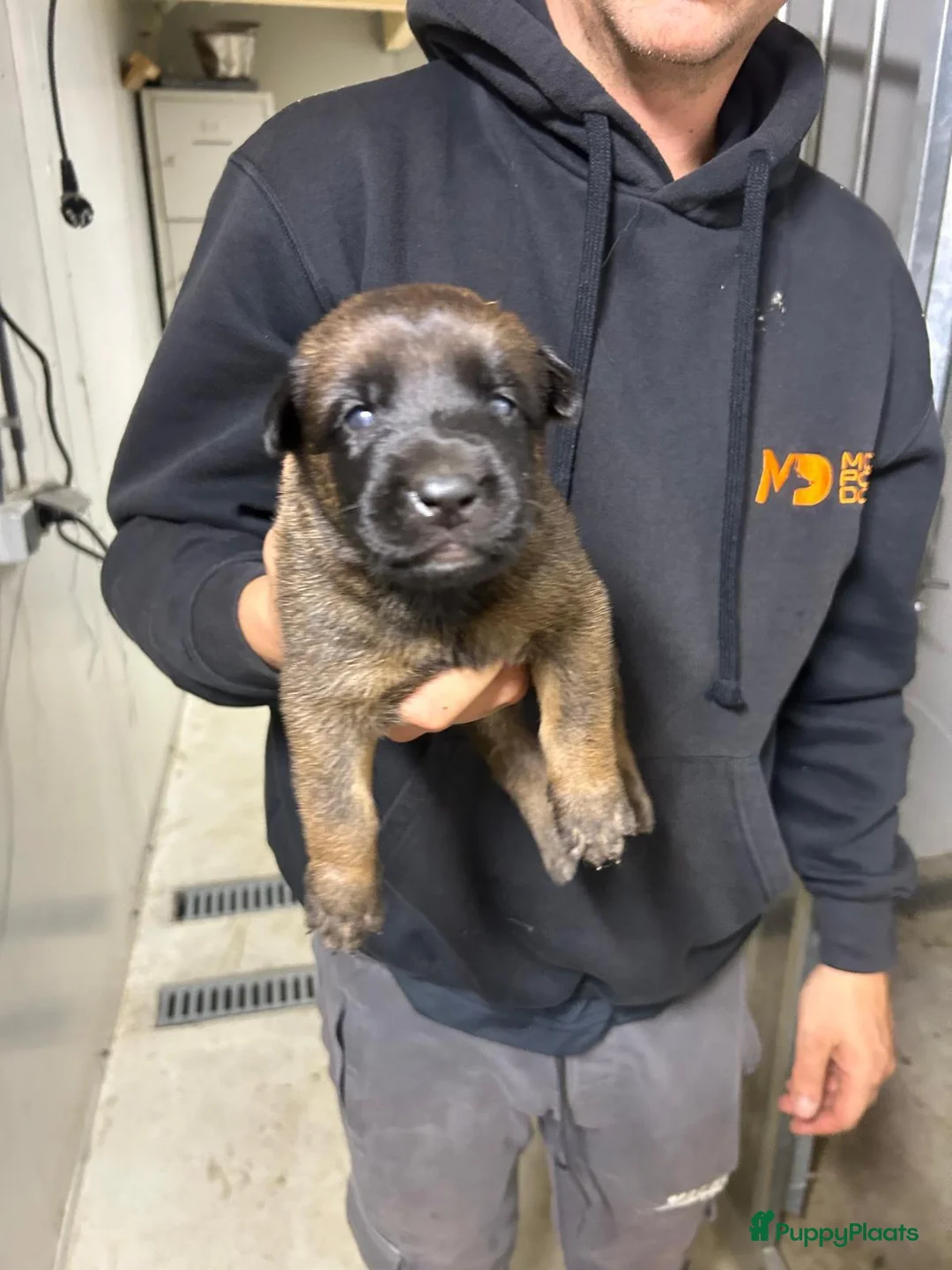 Mechelse Herder honden te koop: Wegens annulering nog 1 teef beschikbaar - Advertentie 3