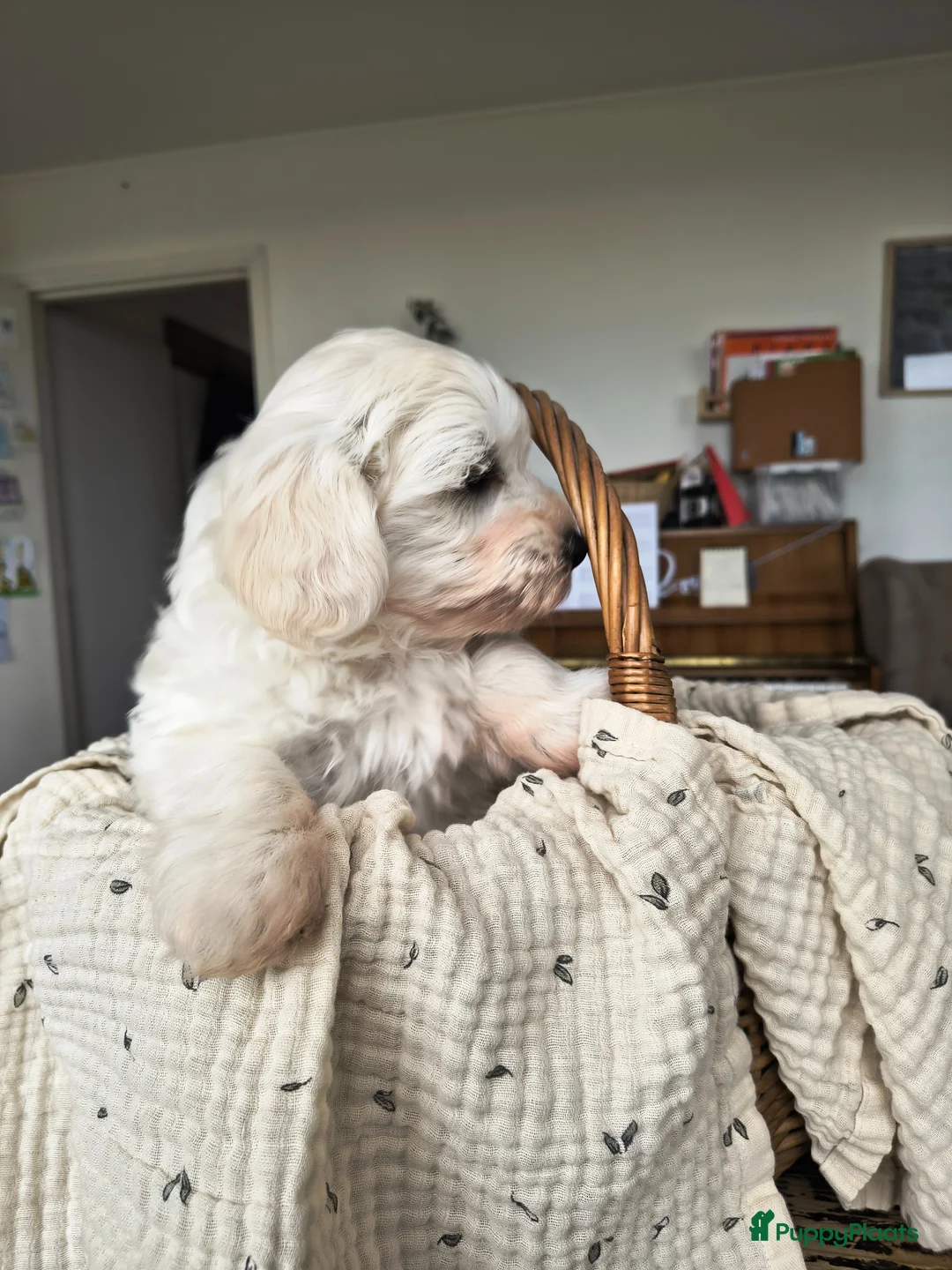 Maltipoo honden te koop: Zeer lieve maltipoo pups te koop - Advertentie 1