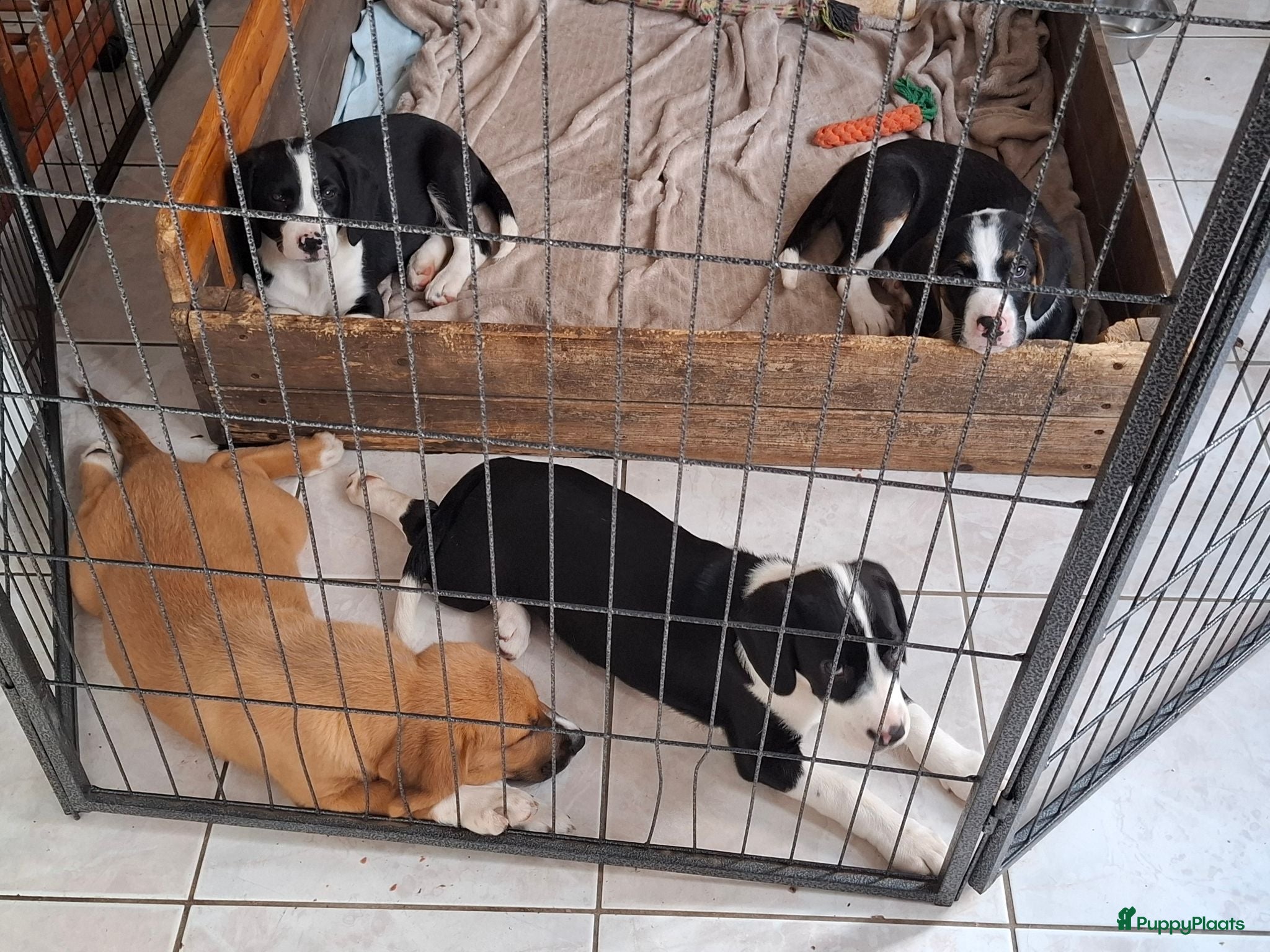 Kruising honden Beagle kruising - Advertentie 2