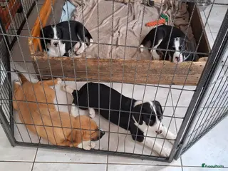 Kruising honden Beagle kruising - Advertentie 2