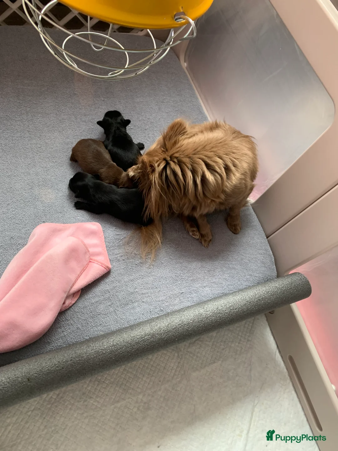 Chihuahua honden te koop: Chihuahua - Advertentie 8