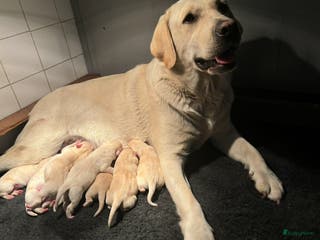 Labrador Retriever honden Prachtige gele Labrador pups, reutjes - Advertentie 1