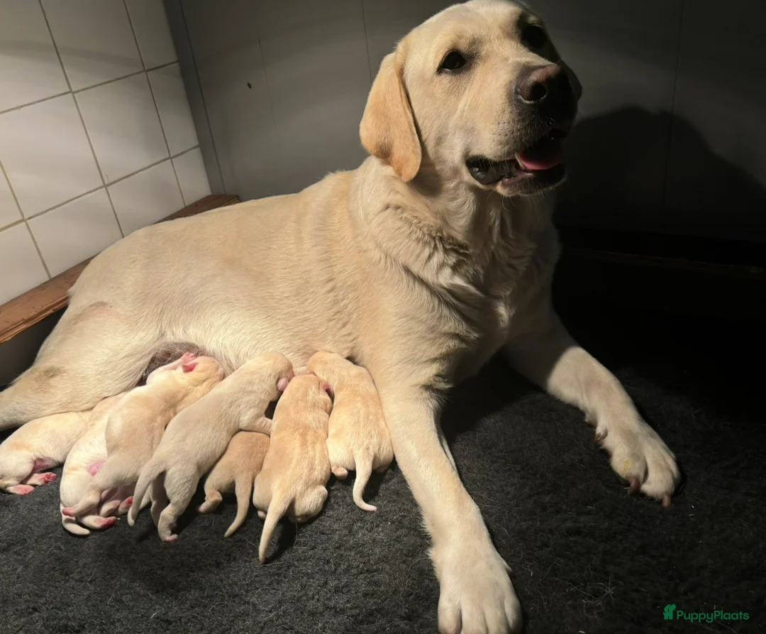 Labrador Retriever honden te koop: Prachtige gele Labrador pups, reutjes  - Advertentie 2