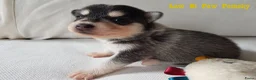 Pomsky honden te koop: Pomsky puppy’s F4+, 100% Amerikaanse bloedlijn - Advertentie 12