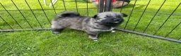 Keeshond honden te koop: Wolfsgrijze keeshond pups - Advertentie 11