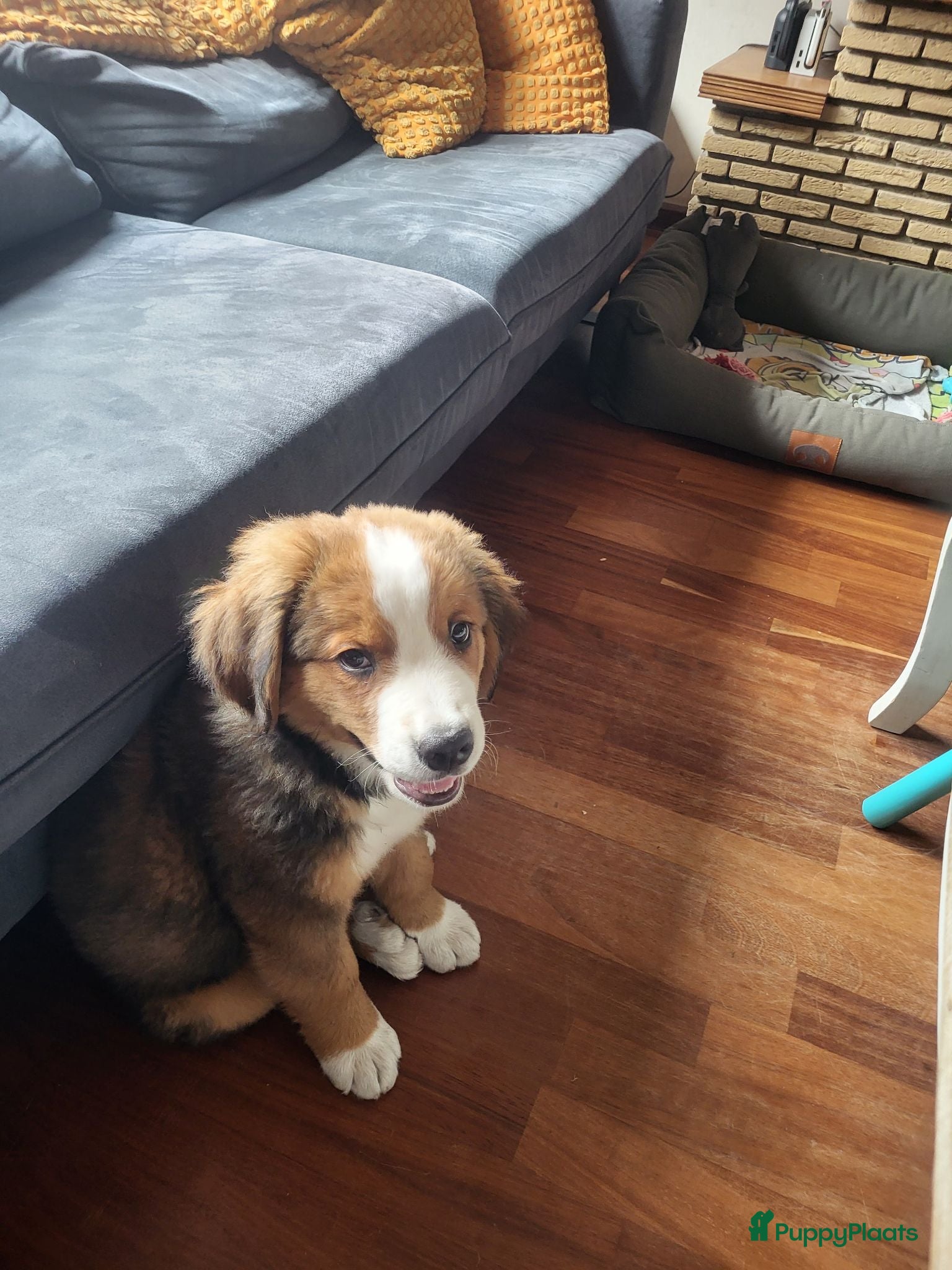Berner Sennenhond honden Berner senne pup 11 weken - Advertentie 1