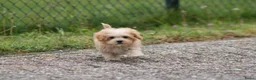 Maltipoo honden te koop: Lieve Maltipoo pups - Advertentie 18