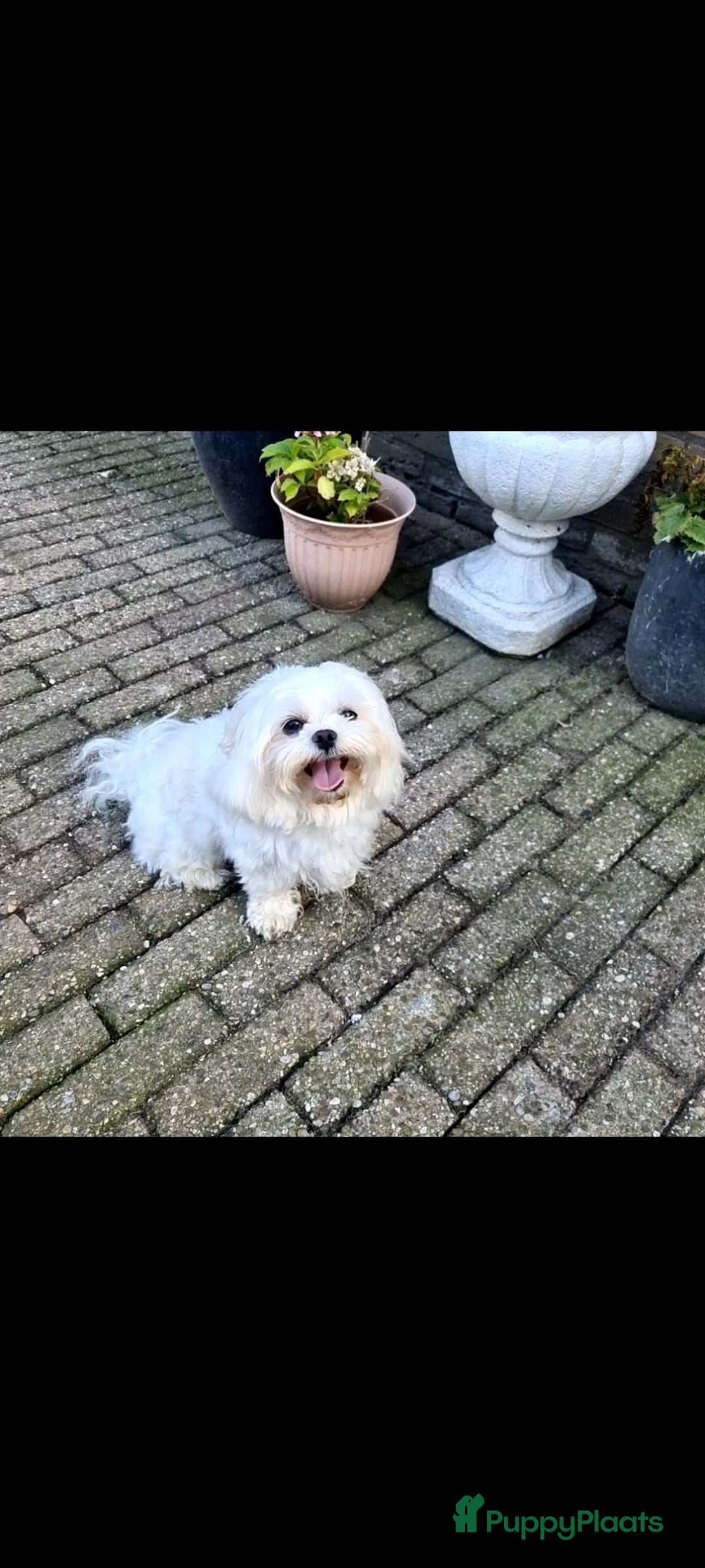 Maltezer honden ter dekking: Maltezer  in Veendam - Advertentie 9