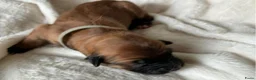 Pyreneese Herdershond honden te koop: 1e Baskische herder nestje van Nederland! - Advertentie 10