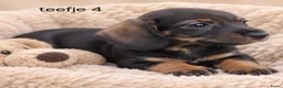 Ruwhaar Teckel honden te koop: Super mooie kaninchen ruw haar teckel pups - Advertentie 9