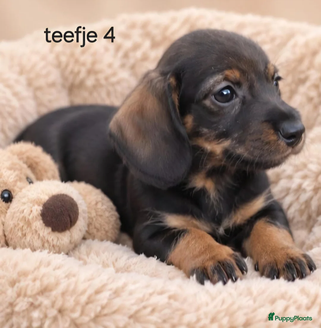 Ruwhaar Teckel honden te koop: Super mooie kaninchen ruw haar teckel pups - Advertentie 9