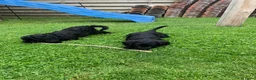 Kruising honden te koop: Nog twee zwarte labradoodle pups - Advertentie 5