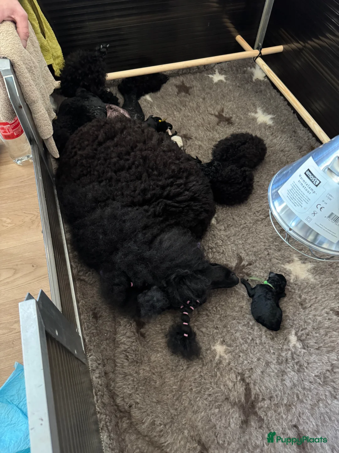Poedel honden te koop: Grote poedel pups met fci stamboom - Advertentie 10