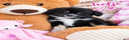 Kruising honden te koop: Lief Nestje Pomeriaan × Boomerpups  - Advertentie 7
