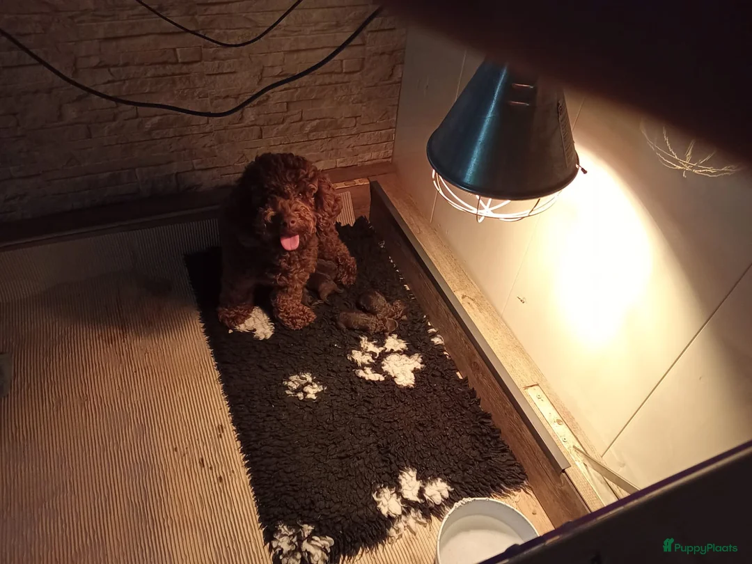 Labradoodle honden te koop: Echte hele kleine minni labradoodle  - Advertentie 18