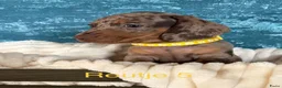 Teckel (korthaar)  honden te koop: 5 teckel mannetjes - Advertentie 13