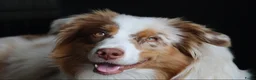 Australian Shepherd honden te koop: Australische herder pups huiselijk opgevoed  - Advertentie 1