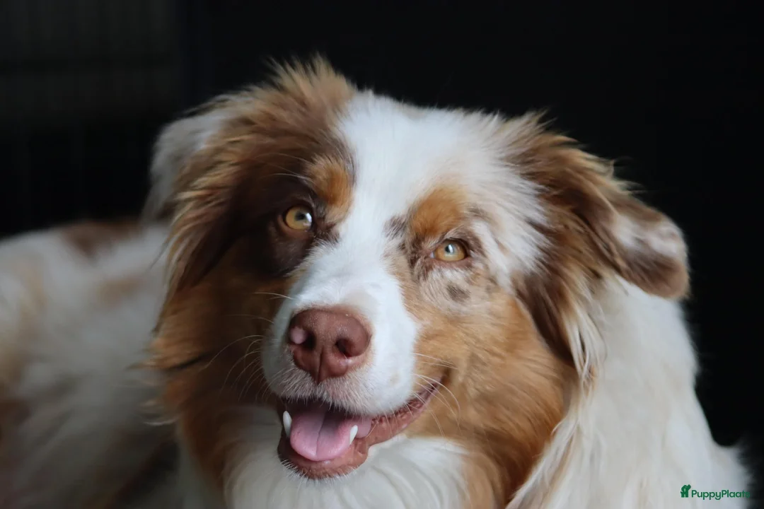 Australian Shepherd honden te koop: Australische herder pups huiselijk opgevoed  - Advertentie 1
