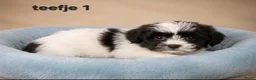 Boomer honden te koop: Mooie gezonde boomer pups. Maltezer maal shih tzu - Advertentie 4