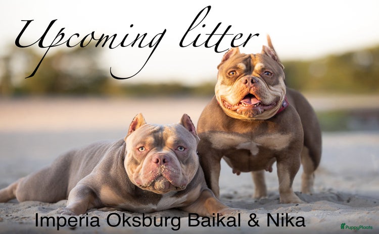 Amerikaanse Bully honden - Advertentie 2