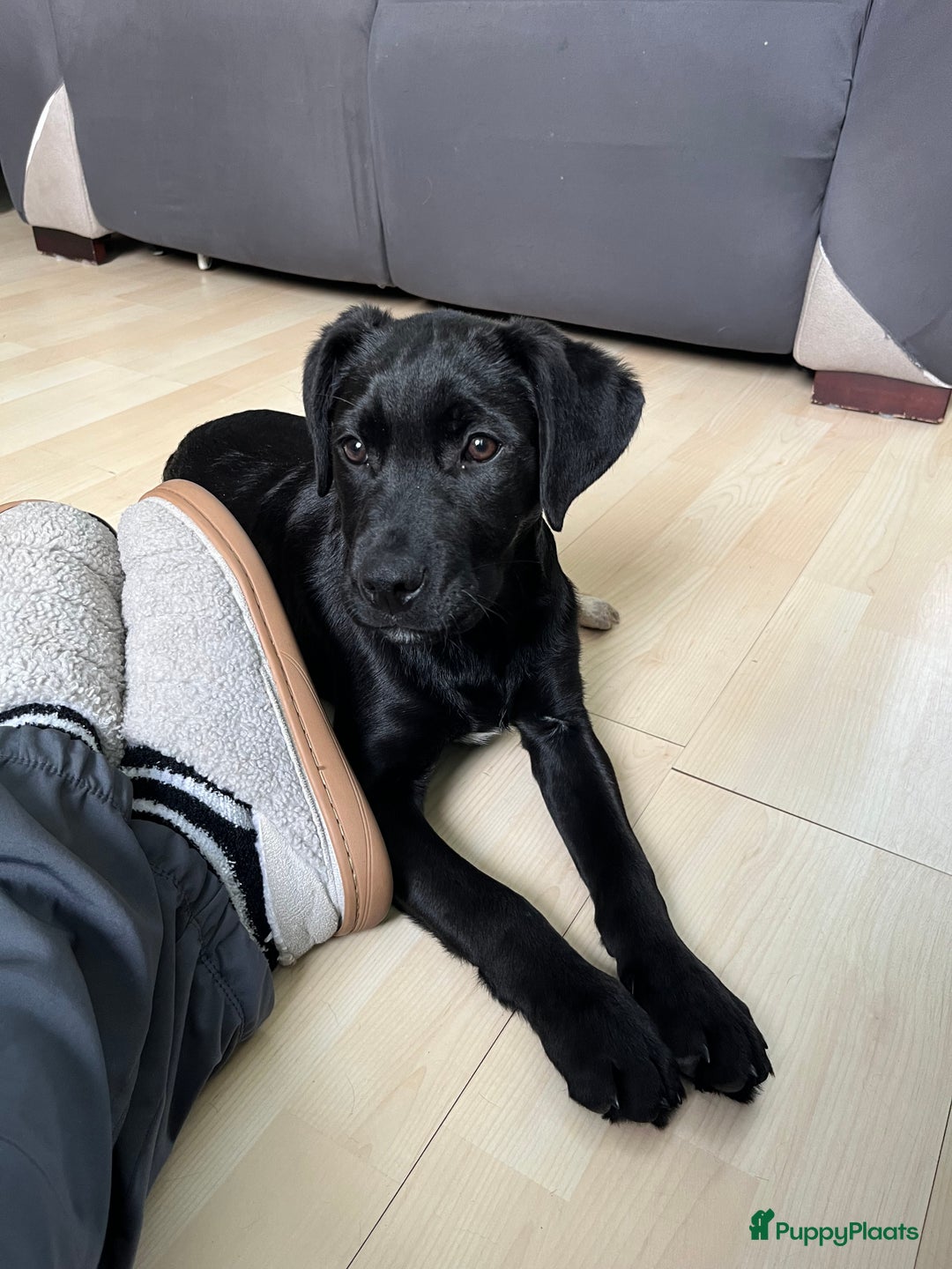 Kruising honden te koop: Labrador kruising kooiker  - Advertentie 2